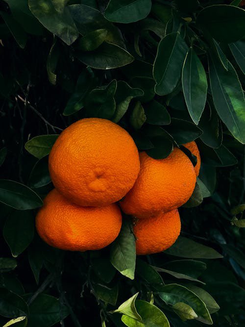 The Cherry Network 🍒📺 tweet media