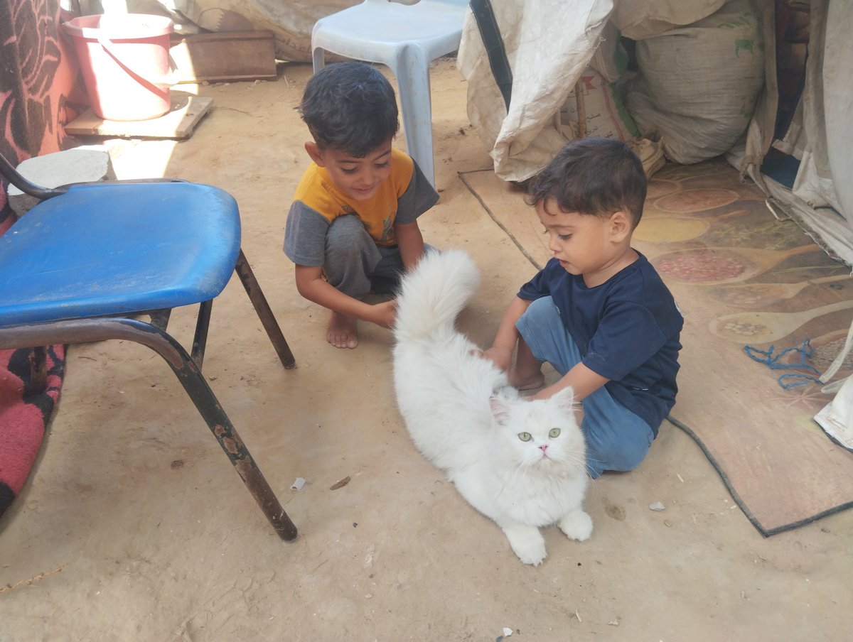 mohammed hussein~Gaza 🇵🇸 tweet media