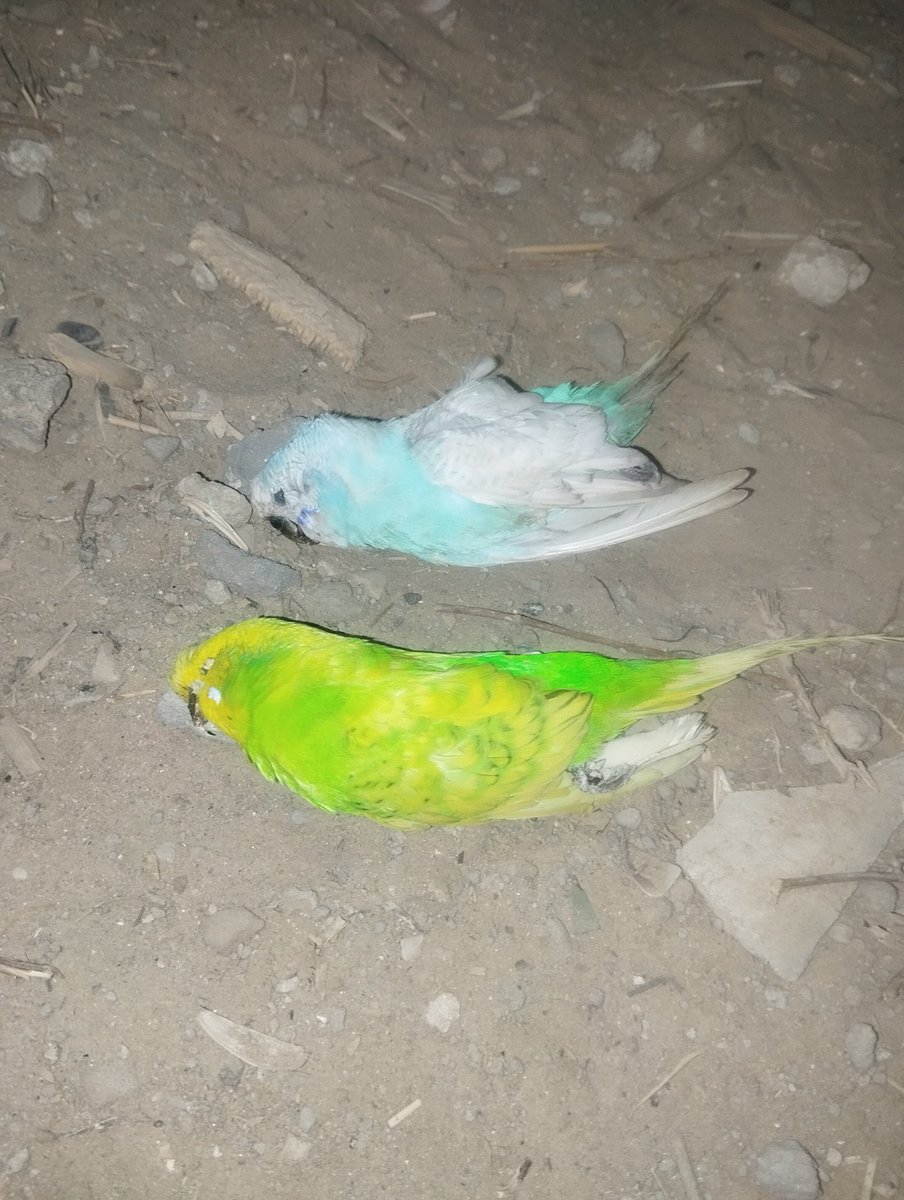 mohammed hussein~Gaza 🇵🇸 tweet media