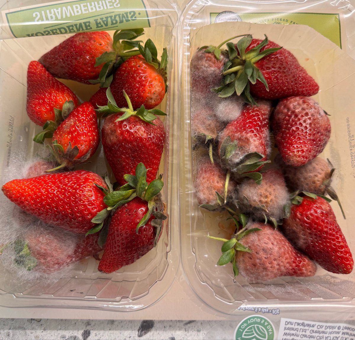 DoubleO_Fifty's tweet photo. @Tesco 2 punnets of strawberries going in the bin. All furry. #NotHappy https://t.co/mWQhvZh13f