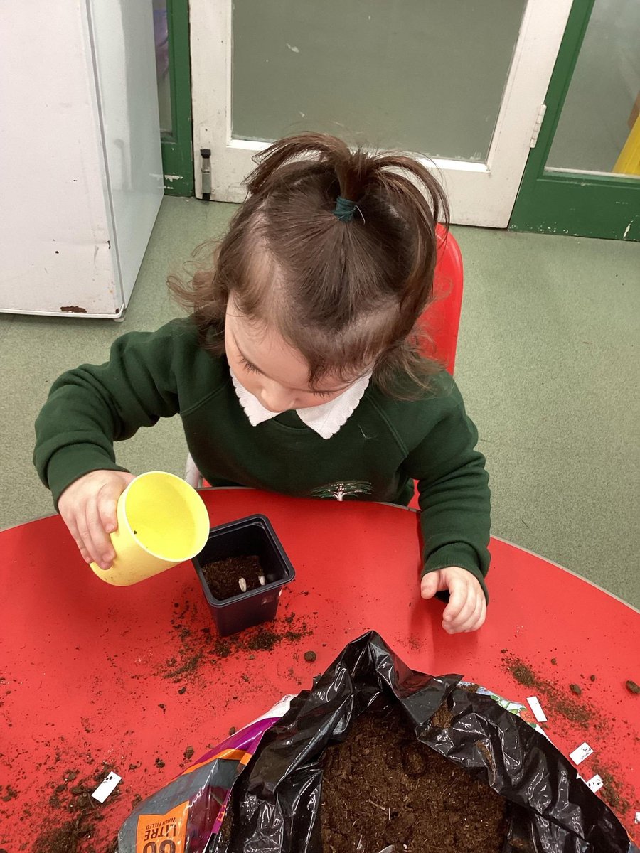 ForestersPS's tweet image. Cherry Class have been busy bees this week! 🐝🌱

We’ve been learning how to plant seeds and discussing everything they need to grow – soil, water, sunlight and lots of care! 

Look at this little gardener hard at work 💛

#EarlyYears #PlantingSeeds #CherryClass