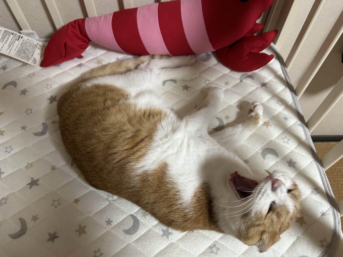 ちくわの父 tweet media