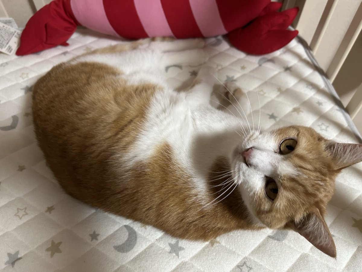 ちくわの父 tweet media