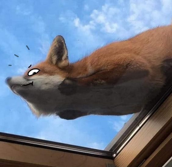 HaloFox🇺🇸 tweet media