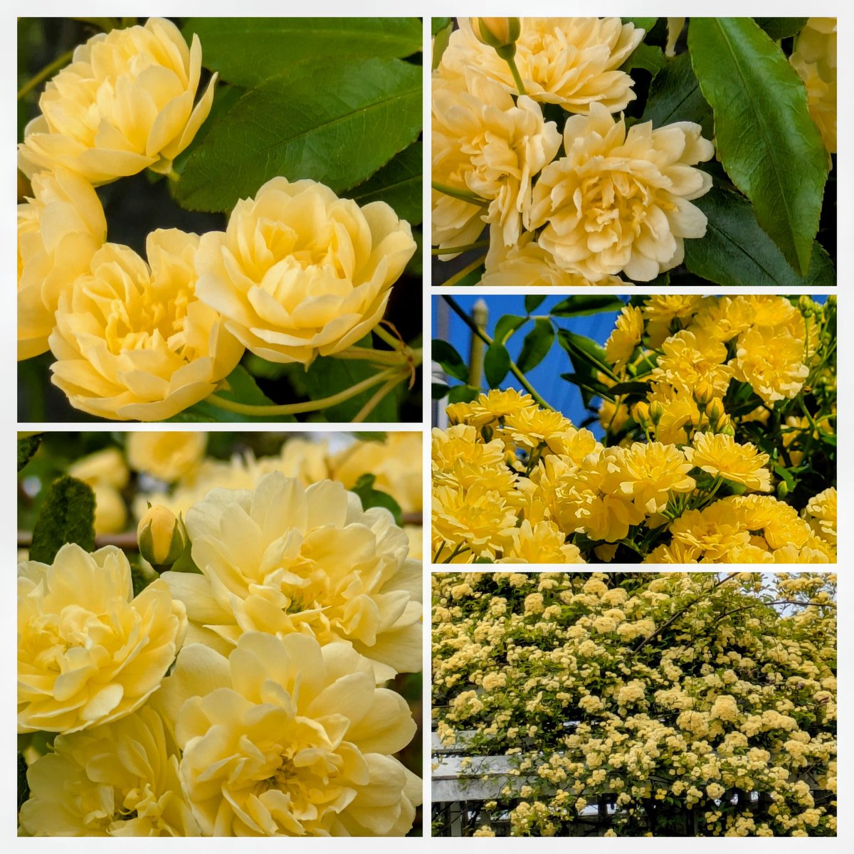 🍒✨のん✨🍒のんちゃん❤︎ポスト📮見てね🍀 tweet media