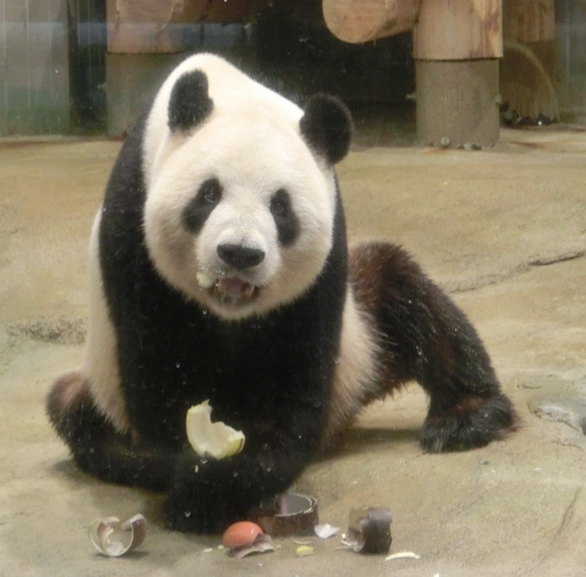 ぽっちゃん tweet media