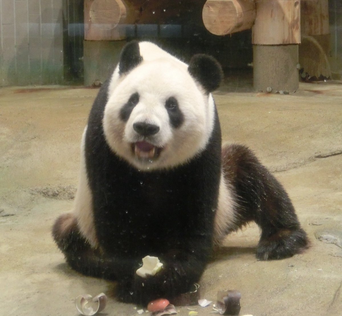 ぽっちゃん tweet media