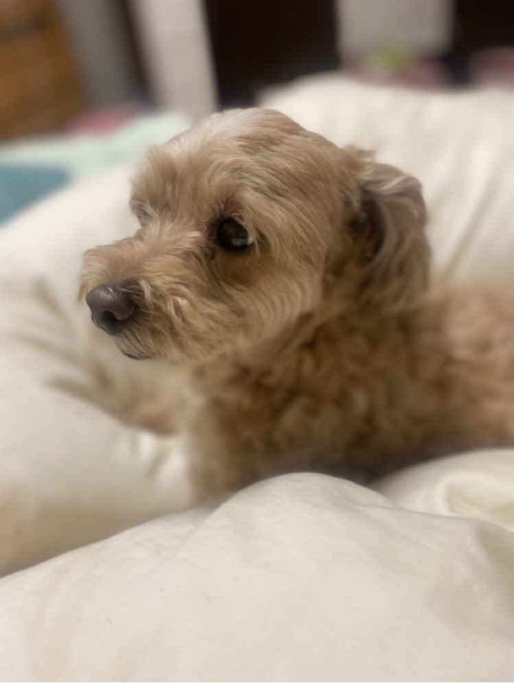 中村福助 tweet media