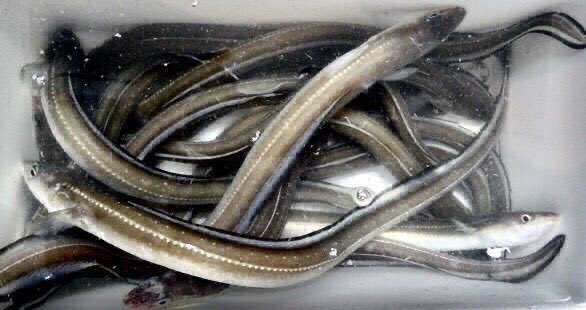 地魚TIMES KAGAWA〜毎朝ひとネタ地魚情報をお届け〜 tweet media