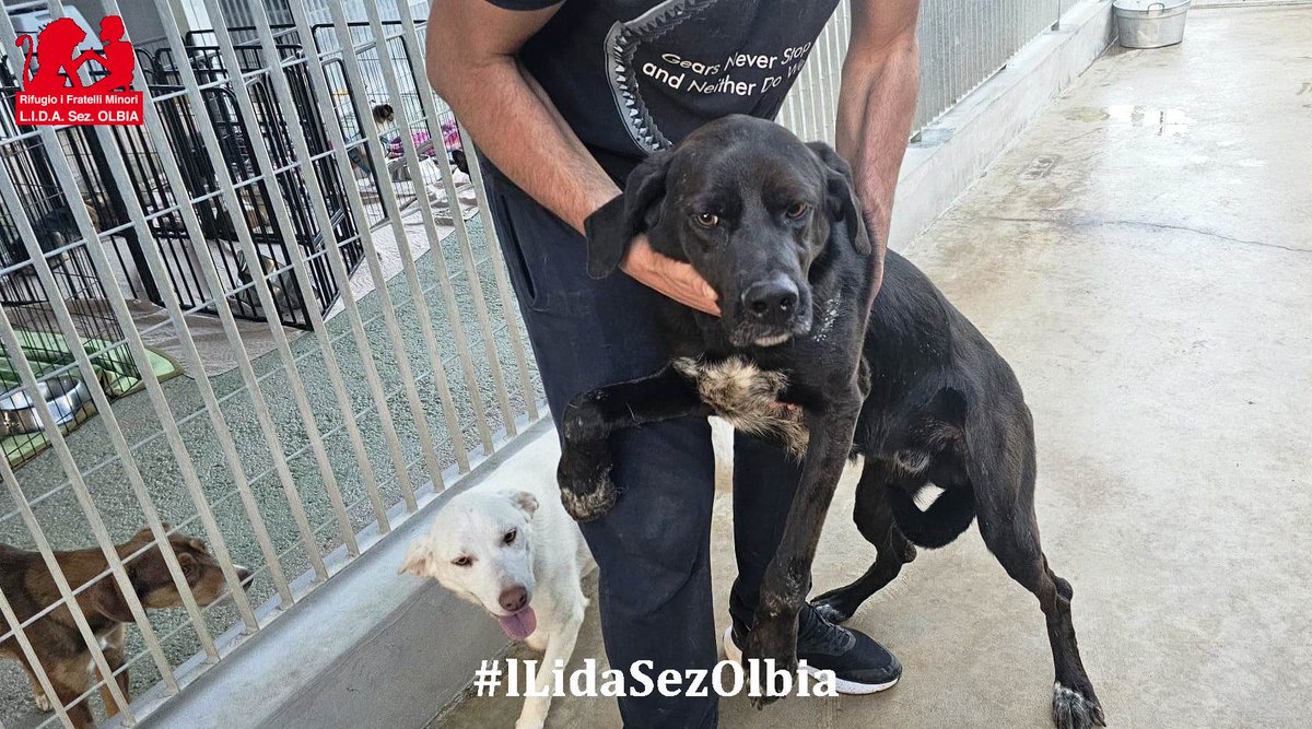 Lida sez. Olbia ODV tweet media