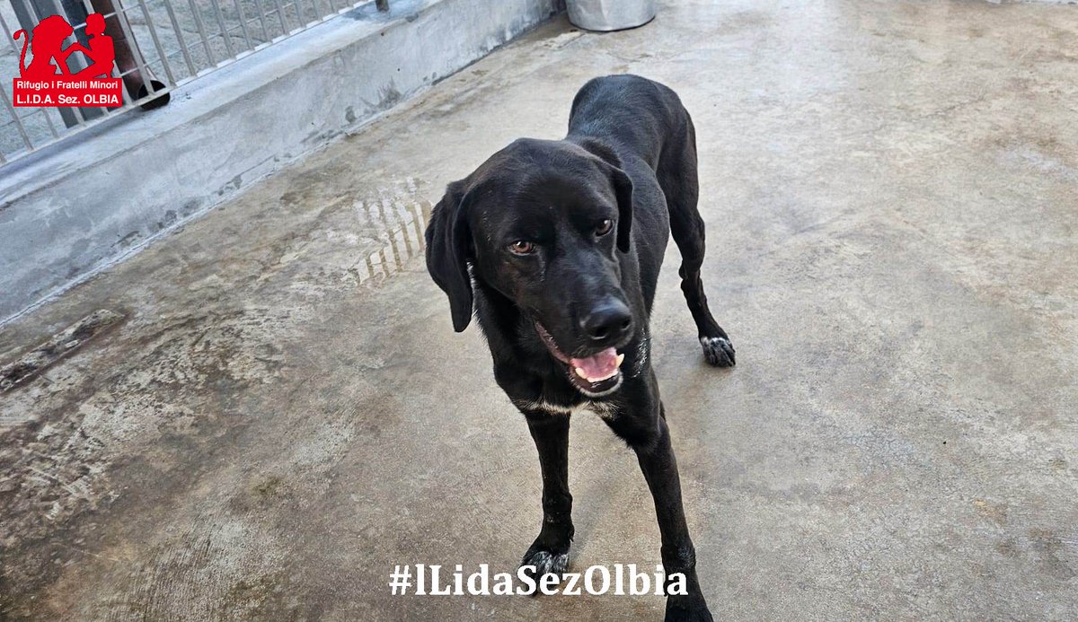 Lida sez. Olbia ODV tweet media