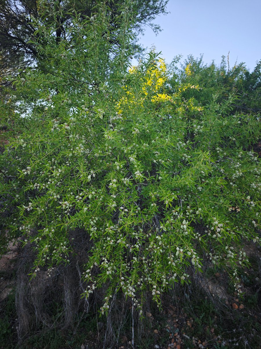 Katy Sánchez 🐞 tweet media