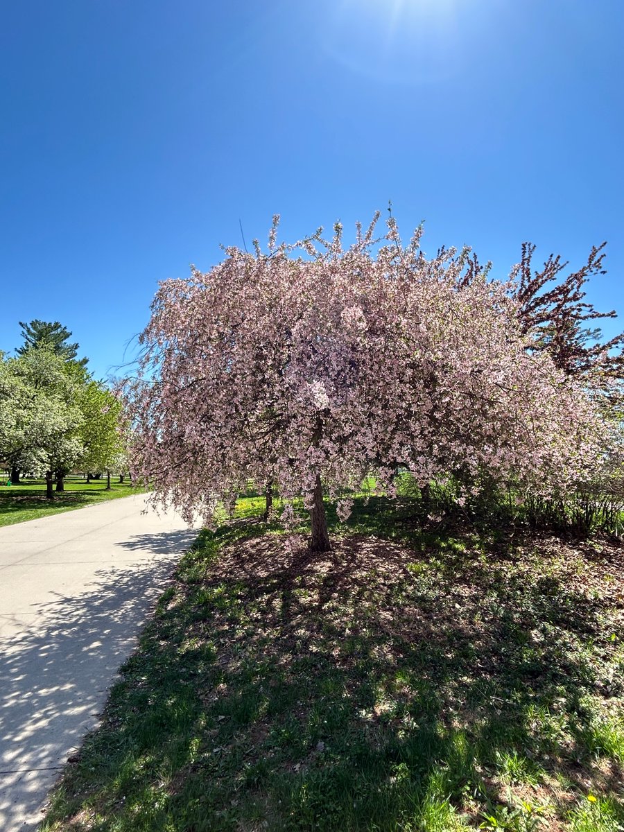 DSMH2O's tweet photo. The Arie den Boer Arboretum is in full bloom – the warm temperatures have led most trees to open. Come enjoy Des Moines Water Works Park! https://t.co/Ih7vw19tSr
