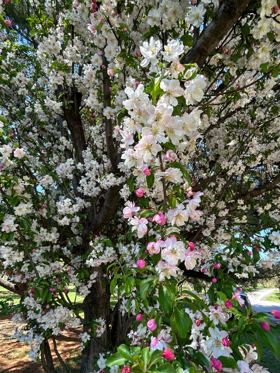 DSMH2O's tweet photo. The Arie den Boer Arboretum is in full bloom – the warm temperatures have led most trees to open. Come enjoy Des Moines Water Works Park! https://t.co/Ih7vw19tSr