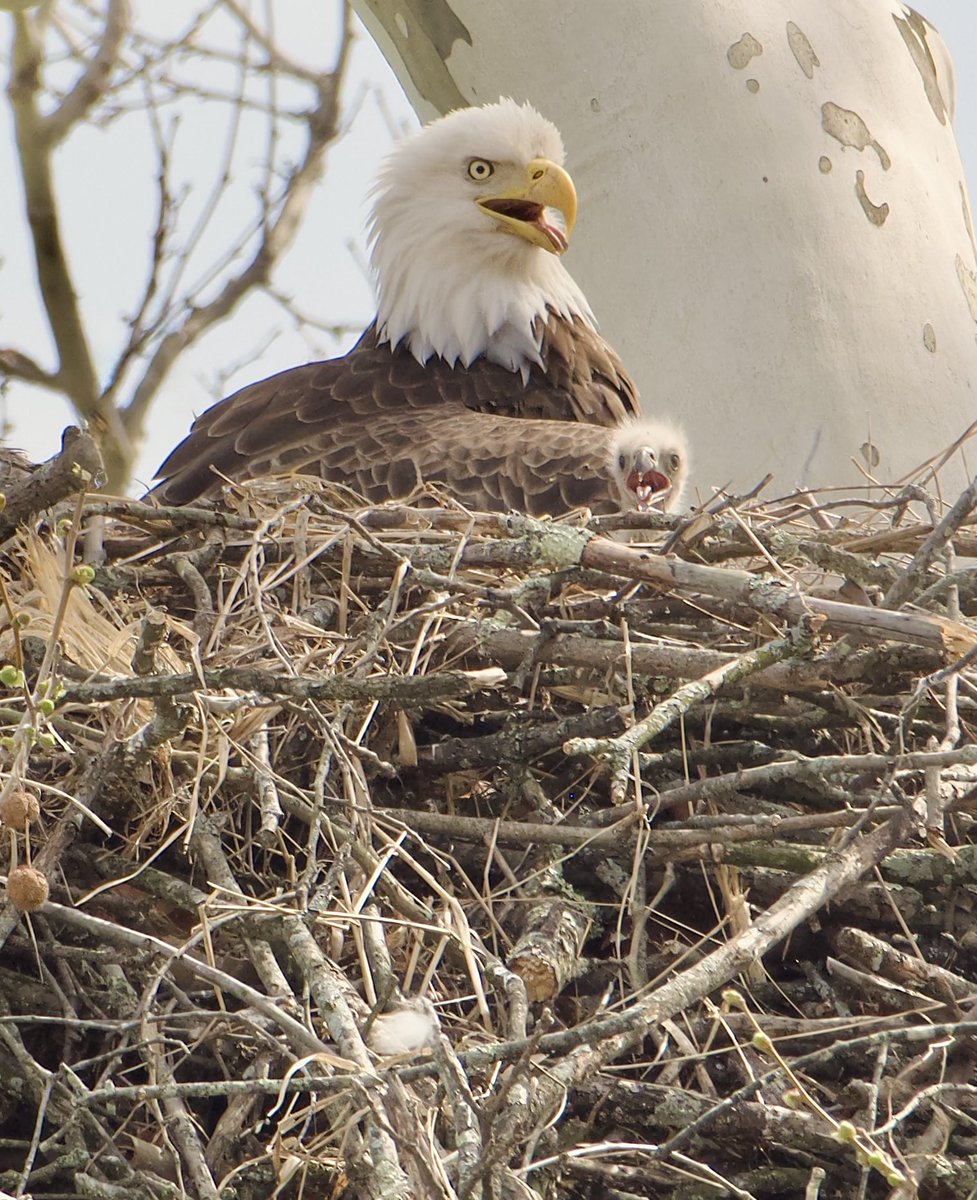 RoppityPhotos's tweet image. We learn from our parents.  #BaldEagle #Eaglet #Wildlife #WildlifePhotography #Nature #NaturePhotography #Birds #BirdPhotography