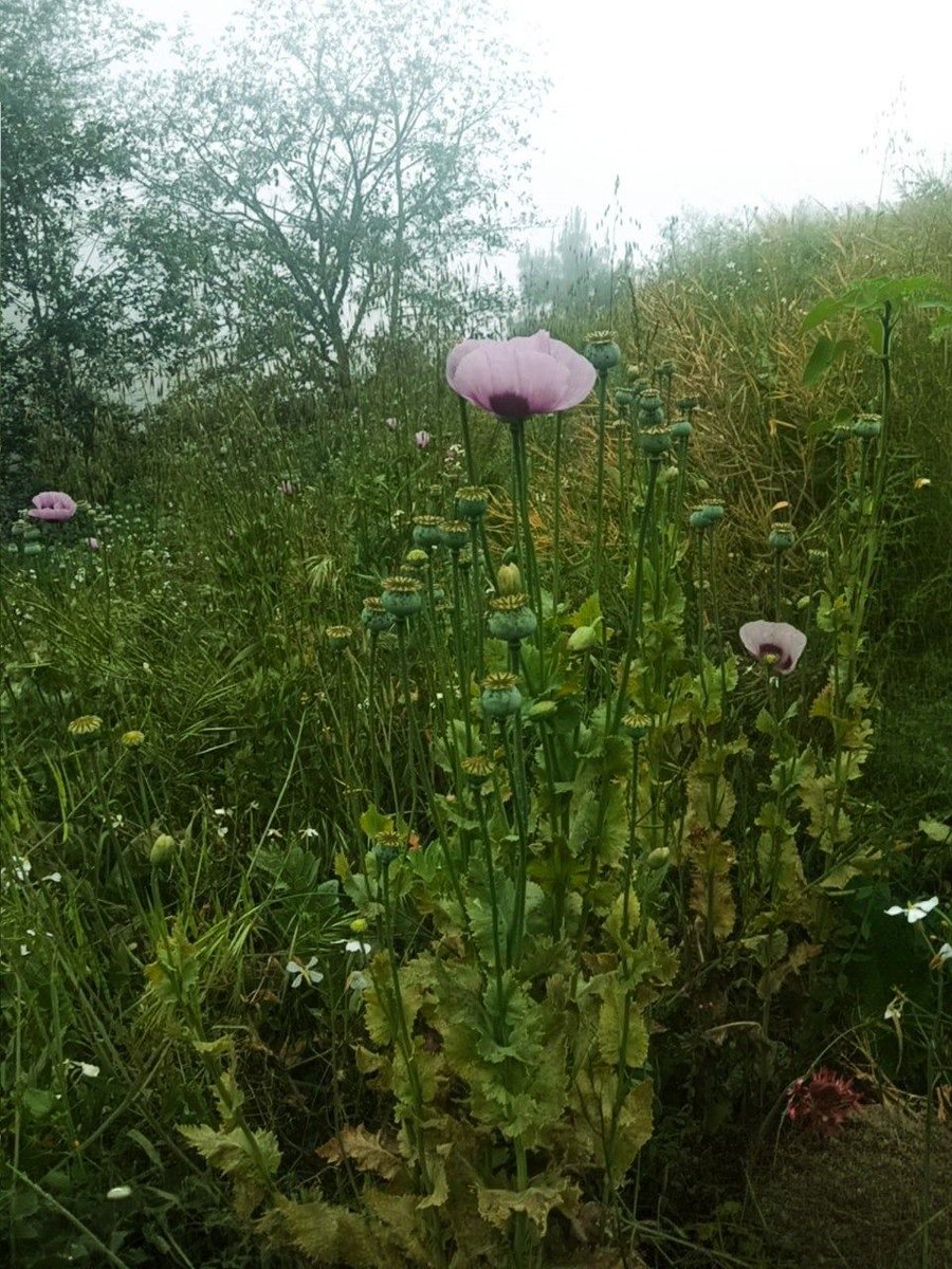 Página Negra tweet media