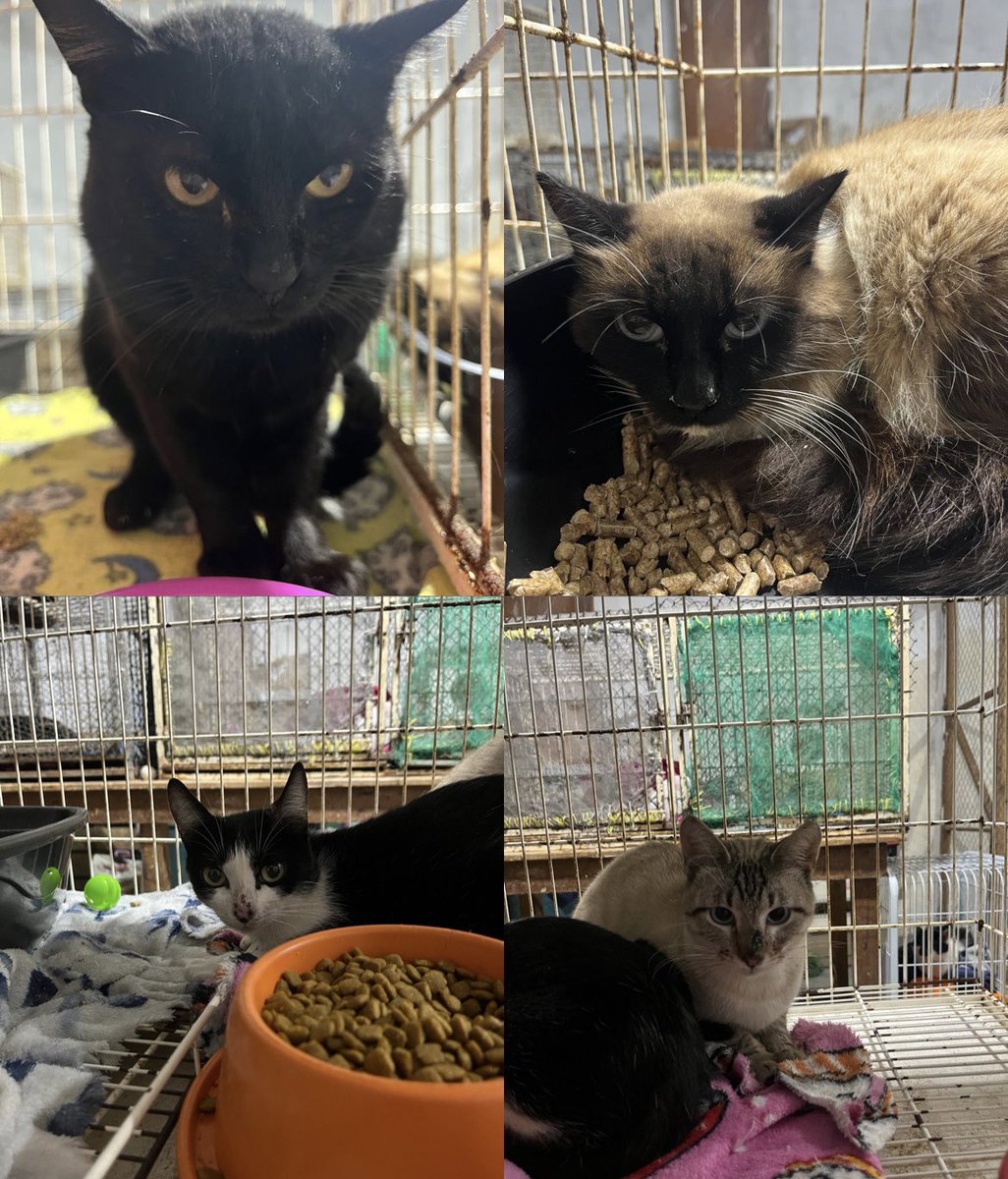 Abrigo Meimei tweet media