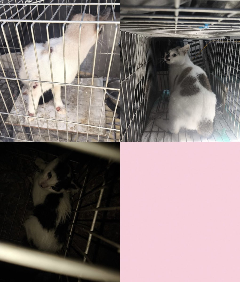 Abrigo Meimei tweet media