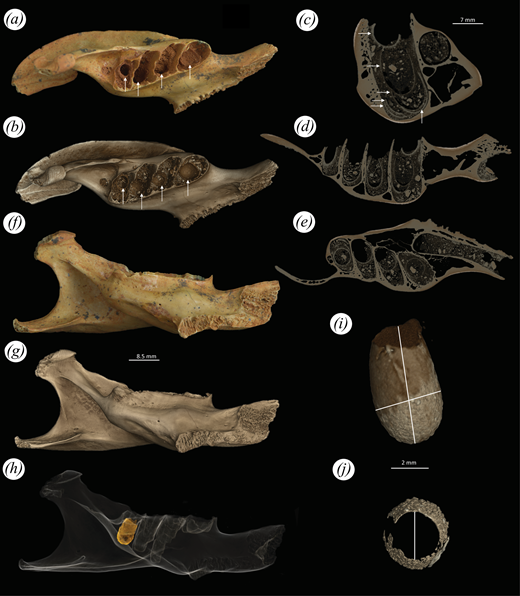 PaleontologieFr's tweet image. 🐝 Dans une grotte de République dominicaine🇩🇴, des #abeilles ont utilisé des os #fossiles comme… nurseries.🦴
Cela révèle un comportement inédit : pondre et réutiliser les mêmes cavités pendant plusieurs générations !

📰doi.org/10.1098/rsos.2…

🔎sciencepost.fr/dans-une-grott…
