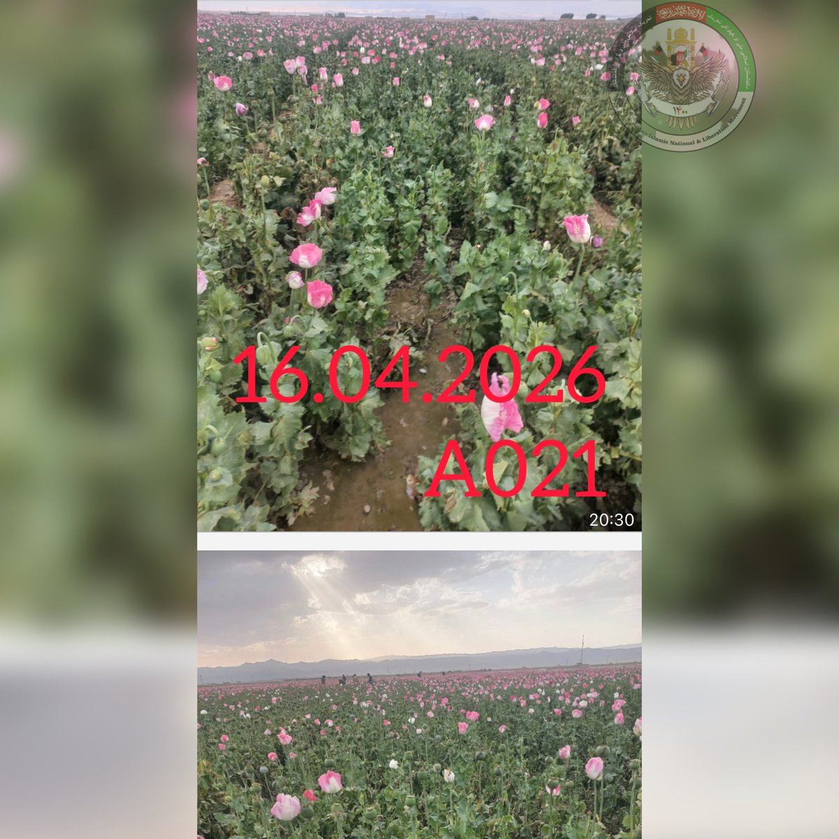 ALM_AFG's tweet photo. Press Release

Subject: Q2 2026 Opium Cultivation Under Taliban Protection  
Issued by: ALM_AFG  
Date: 16 April 2026  
Previous Report: 14 March 2026  

On 14 March 2026, ALM_AFG released initial photographic evidence relating to opium cultivation activities for Q2 2026. As of 16 April 2026, we confirm that the cultivation cycle observed in the earlier report has progressed significantly and is now fully visible, as documented in the latest imagery.

Our continued surveillance indicates that the monitored area—spanning several hundred hectares—remains active and operational. The newly obtained images clearly demonstrate the maturation of opium poppy crops, confirming earlier assessments made in our March report.

Based on ALM_AFG field intelligence and ongoing monitoring, these cultivation zones continue to operate under organized protection structures, including armed checkpoints controlling access to production areas. This reinforces our assessment that such sites are not isolated, but part of a broader, coordinated network.

ALM_AFG assesses that Afghanistan is increasingly being consolidated as a central hub in global narcotics production and early-stage distribution networks, driven by large-scale cultivation zones such as the one documented in this report.

The visual material referenced in this update—including high-resolution ground images and aerial surveillance footage—has now been processed and verified. These materials provide clear evidence of both the scale of cultivation and the structured protection surrounding the site.

Access to Evidence

Verified journalists, research institutions, and authorized investigative bodies may request access to the full image set and video materials through official ALM_AFG communication channels.

ALM_AFG conducts independent monitoring and investigative reporting on narcotics cultivation, trafficking networks, and associated protection structures within Afghanistan.

End of Release
A021 Team -Pamir Ghorzang 
#ALM #AUF 
@gorzang_A021