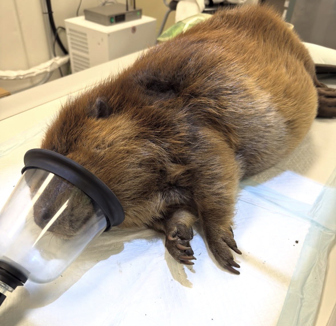 los chacales tweet media