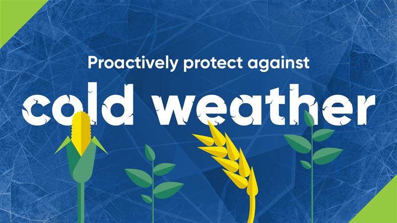 realagriculture's tweet image. Cold stress can significantly impact crop yield and quality. Learn key strategies from @CortevaCA to manage cold stress and enhance crop resilience.  
👉 Read more: ow.ly/7c9G50YIhUA
#cdnag #cropmanagement #sponsored