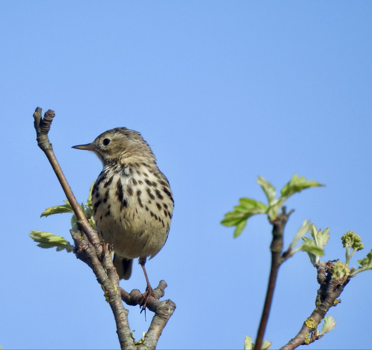 Groeten uit het Fochteloërveen 

Veel kraanvogels gezien vanmiddag (ongeveer 25) en zelfs twee paartjes in de broedbiotoop. Spannend!

En de graspieper had wel zin aan een fotoshoot……..