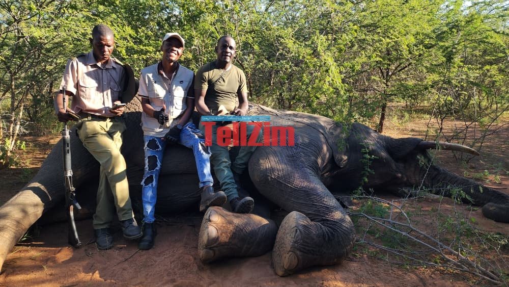 Two stray elephants that had been evading Parks and Wildlife rangers in ...