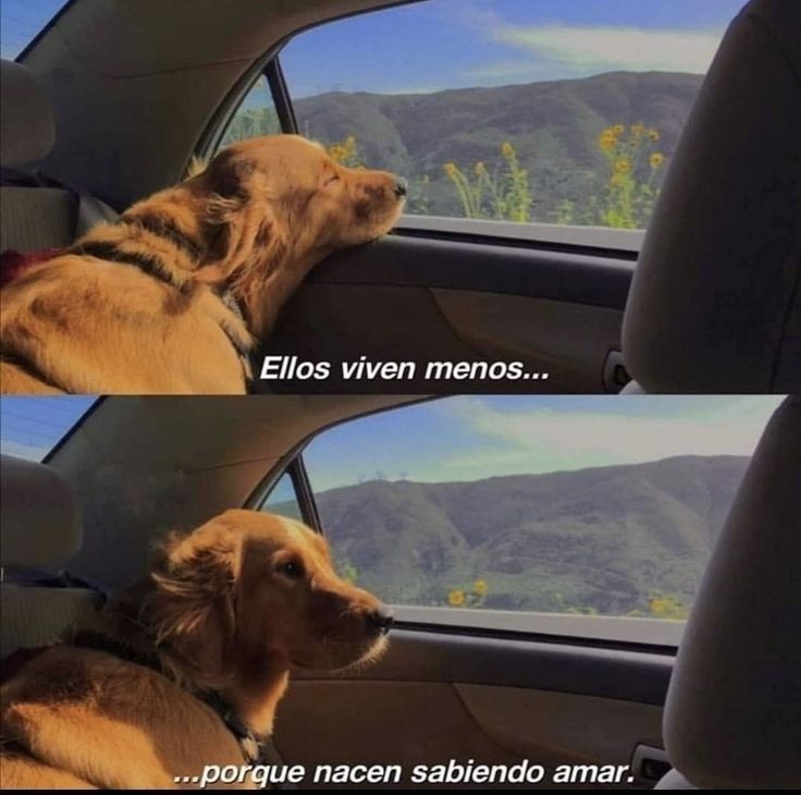 Max 🇦🇷 tweet media