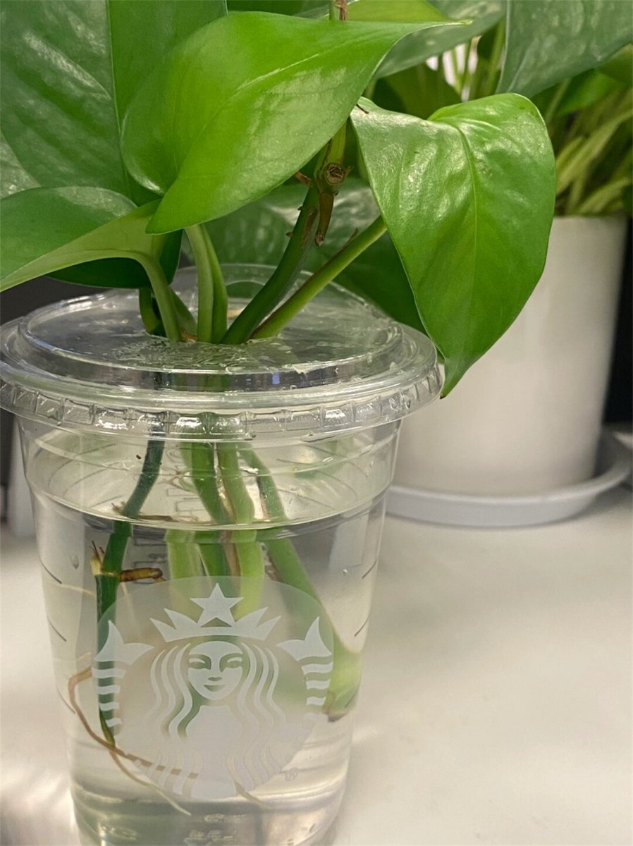 Vassaux Tony tweet media