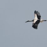 Photo by Jonathan Mercer (@cwpbirder)