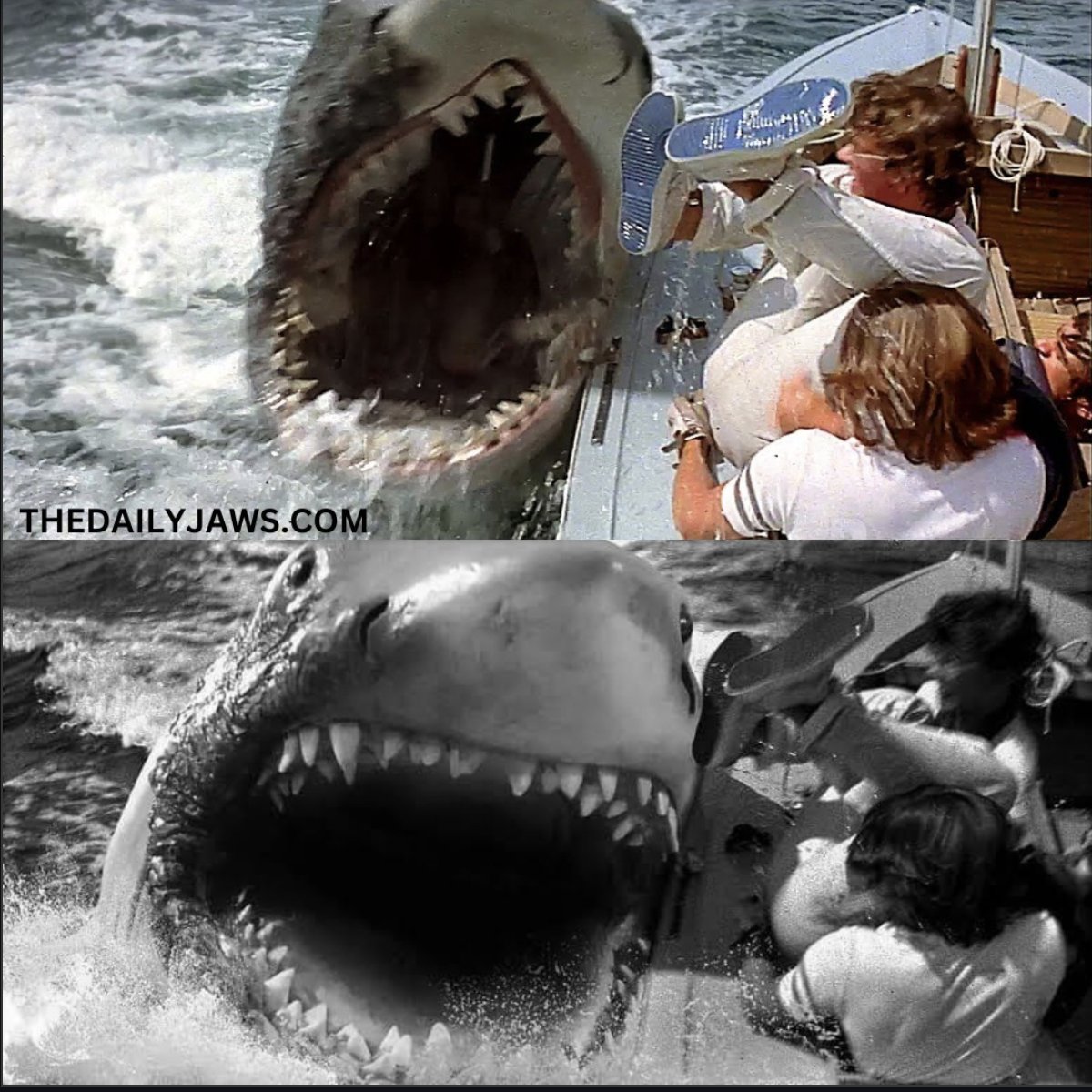 The Daily Jaws tweet media