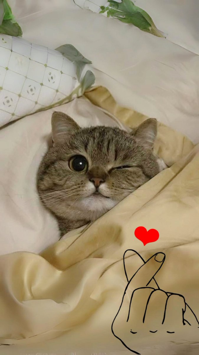 ميمو tweet media