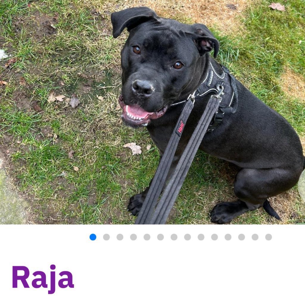 karen73984451's tweet image. #forgottensoulshour
Plz RT and help gorgeous girlie #Raja find a super duper home #TeamZay @ScottishSPCA