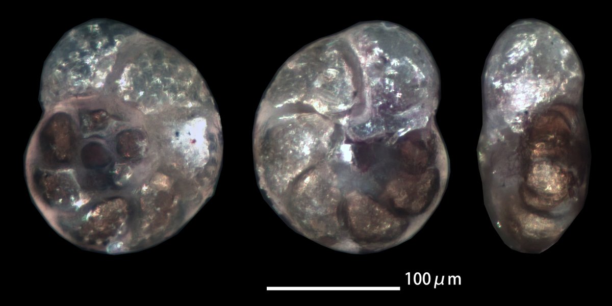 forafukiminera's tweet photo. Valvulineria sp.
tidal pool, Nagasakibana, Ichikikushikino City, Kagoshima Prefecture, Kyushu, Southwest Japan, collected 1 February 2026.
#ForamFriday #foraminifera #有孔虫 #底生有孔虫 https://t.co/A3QNEFKjzc
