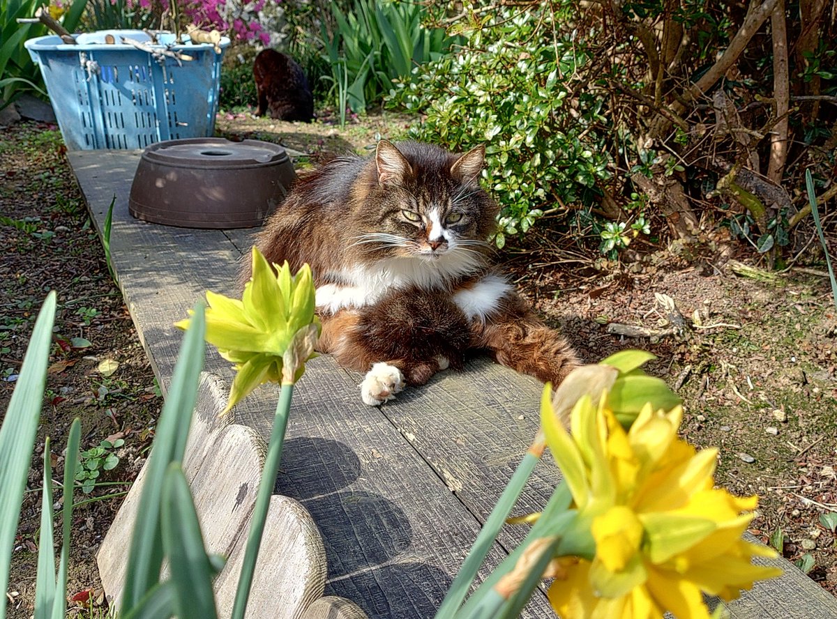 田代島猫散歩2 tweet media