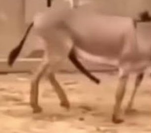 Calleti 🇲🇽 tweet media