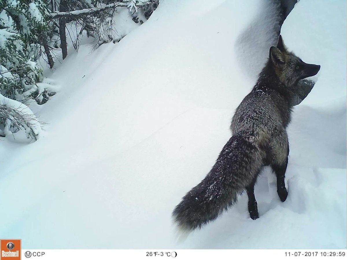 trailcam (@trail_cams) on Twitter photo 