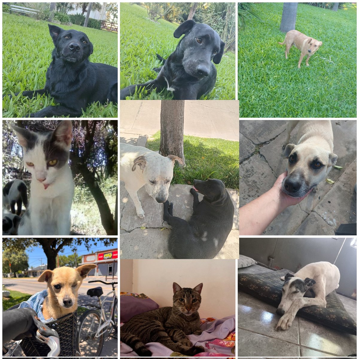 Shirleygranau tweet media