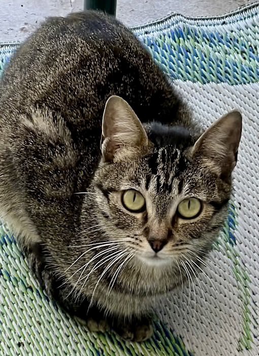 TheCatsMeowInc's tweet image. 4yo Chester has been waiting for a #foreverhome in #LosAngeles for 2.5 years!

This gentle tabby guy is a fantastic companion

Check out his bio for adoption details

#forgottensoulshour #XCats #CatsofX #AdoptDontShop #thursdayvibes #catsoftwitter