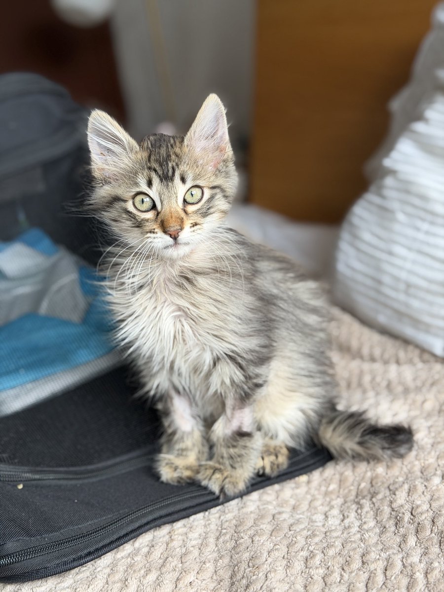 Daniela Malpica tweet media