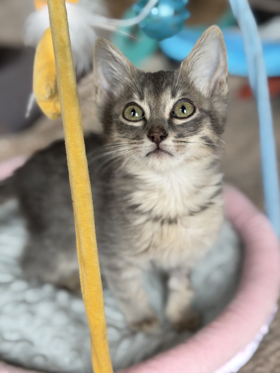 Daniela Malpica tweet media