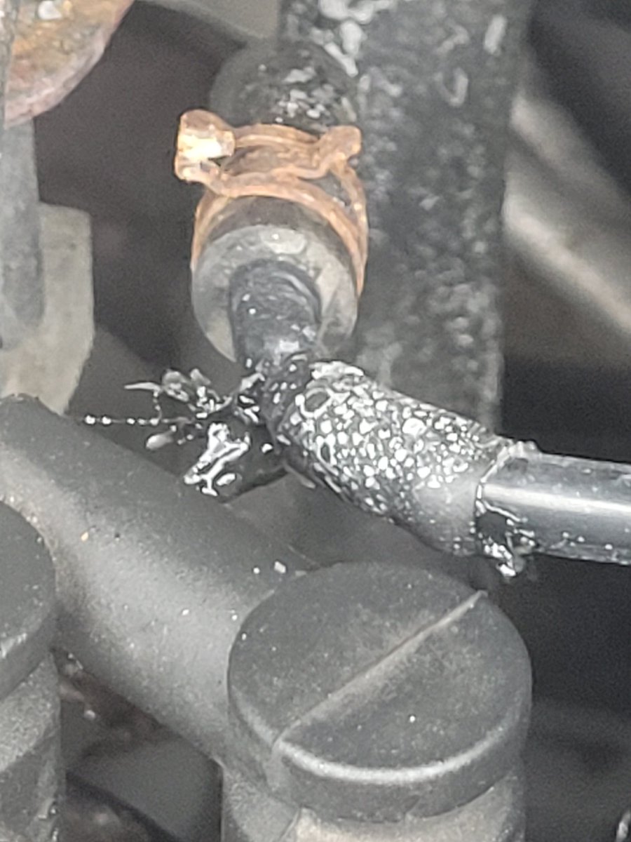 Mangle2000TTV's tweet photo. Ok so issue I'm stranded, with nothing to my name,  and a coolant leak,  and i don't know what to do https://t.co/XjoWeG0dBJ