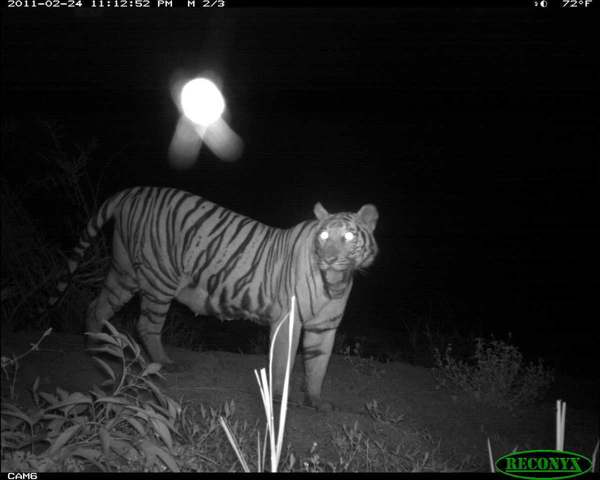 trailcam tweet media