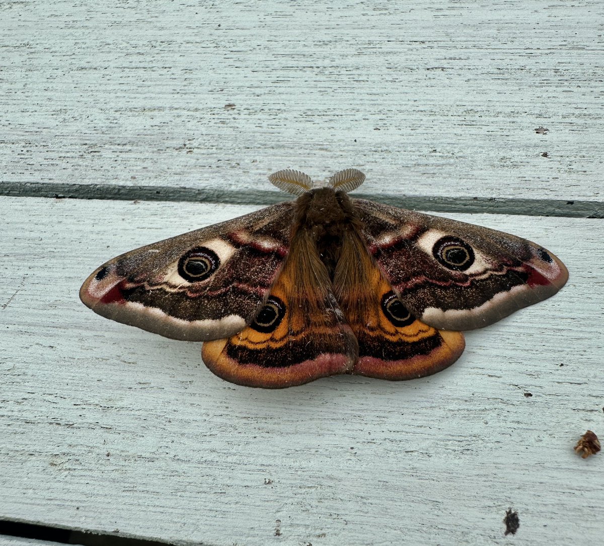 pcashmore53's tweet photo. First Emperor Moth of the  year to visit my Coventry garden this afternoon @BritishMoths https://t.co/IONqGezASE