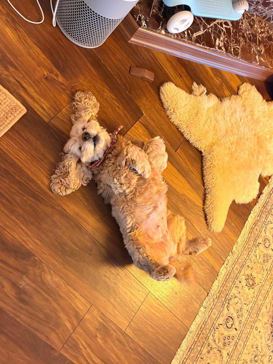 animallover tweet media