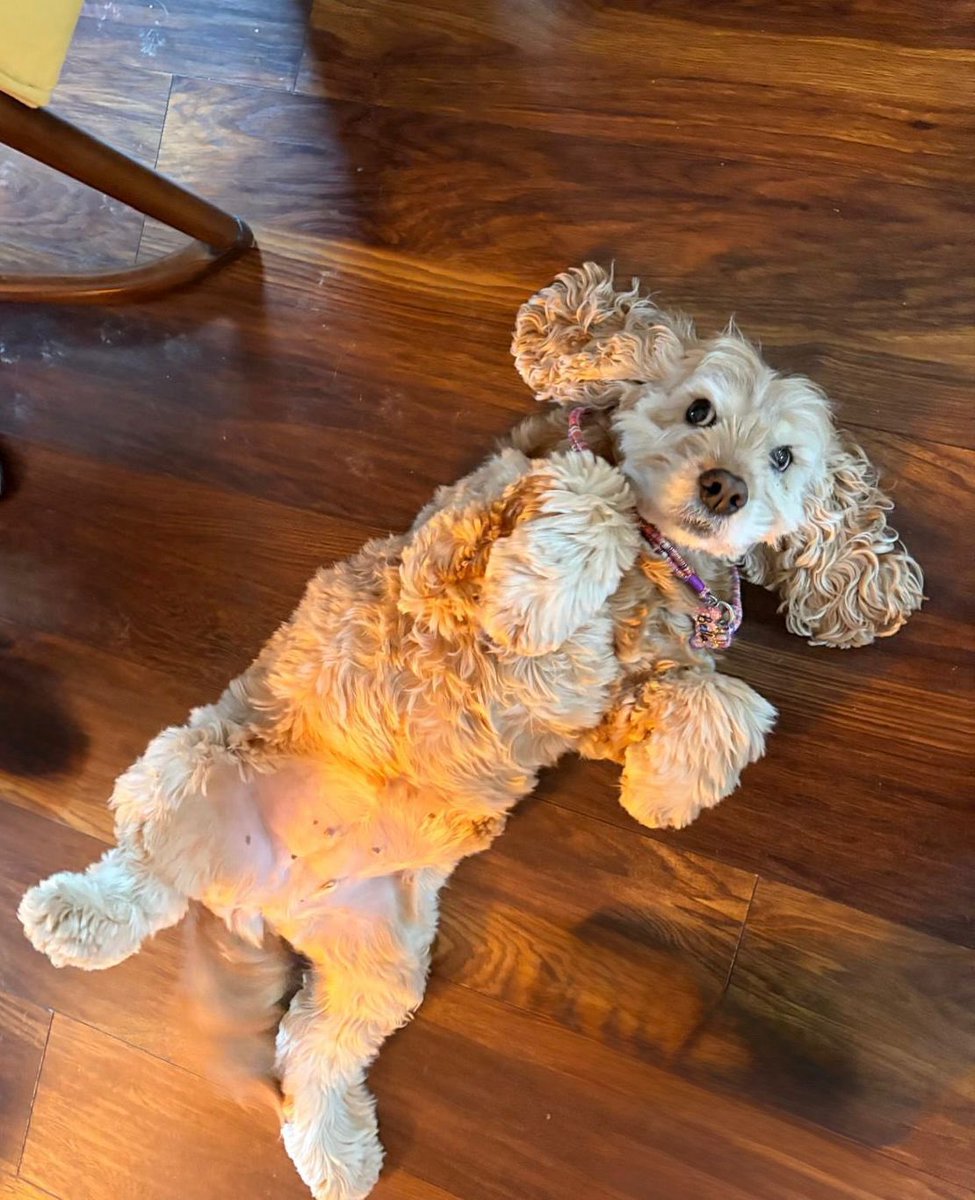 animallover tweet media