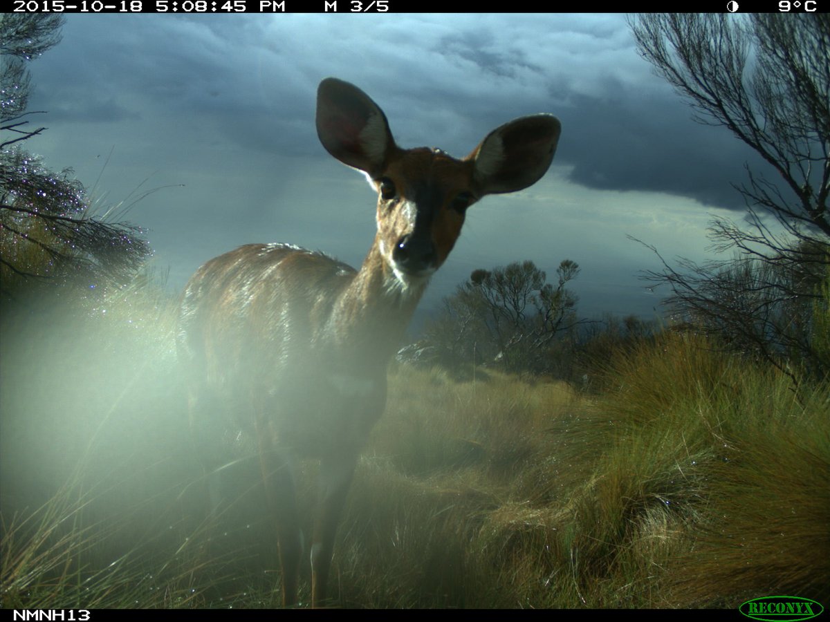trailcam tweet media