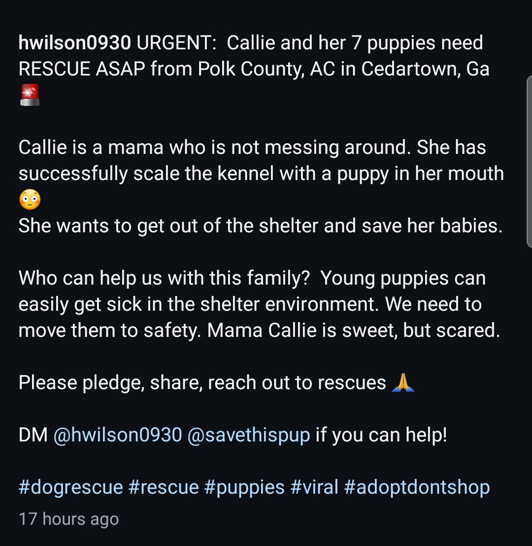 8415_n's tweet image. #Mamadog CALLIE &amp;amp; 7️⃣ #puppies

The very unique trait of Mama Callie is, she's not messing around &amp;amp; wants to save her babies at all cost.
She even scaled the kennel w/a puppy in her mouth. This brave mama is in great danger &amp;amp; needs an exit &amp;amp; a home‼
#cedartownGA #polkcountyGA