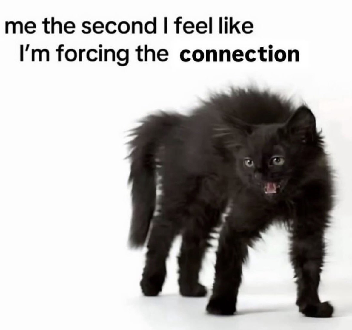 LiterallyMeCats tweet media